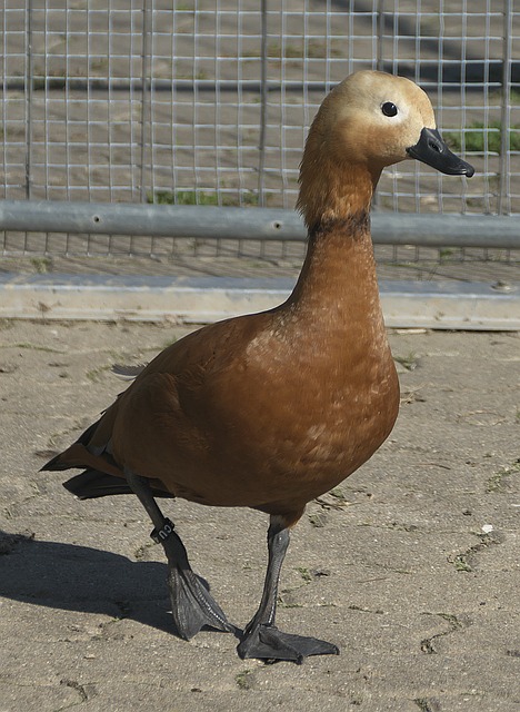 盟湖人以来